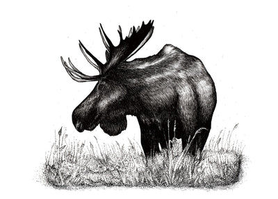 Moose Poster