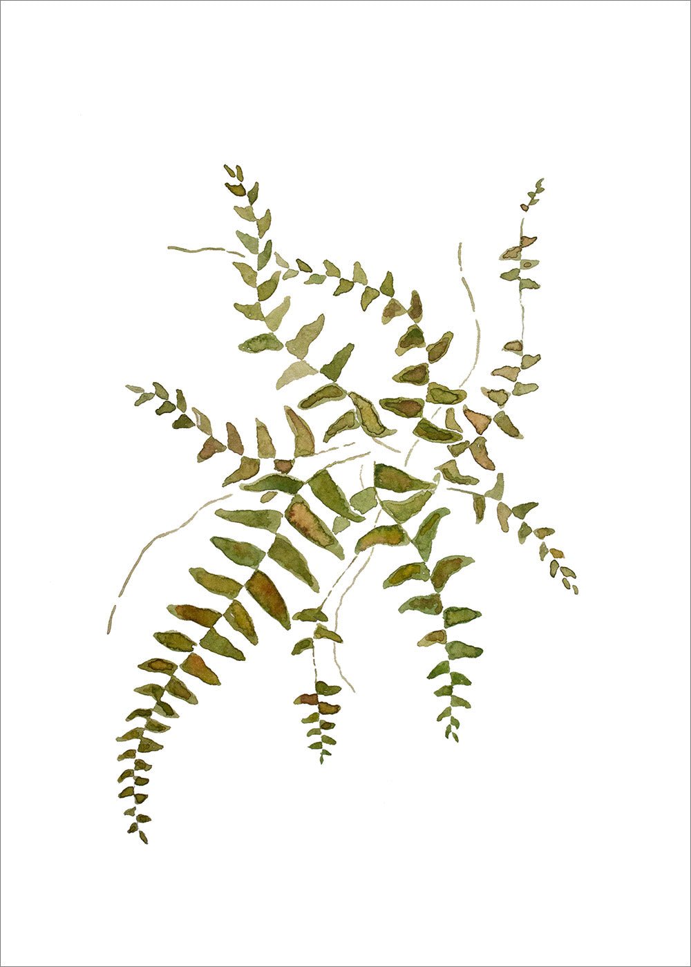 Ormbunke Akvarellposter SoPosters