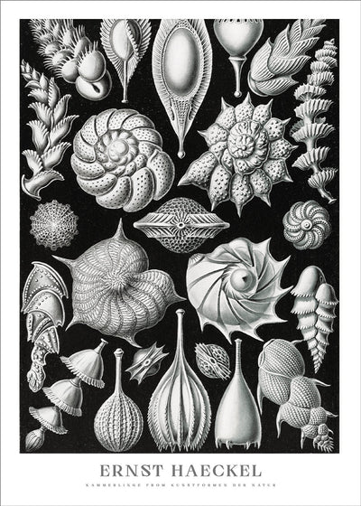 Chamberlings Poster - Ernst Haeckel