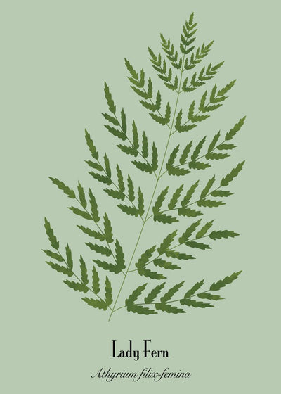 Lady Fern-Plakat