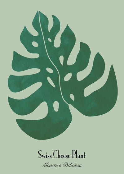 Monstera juliste