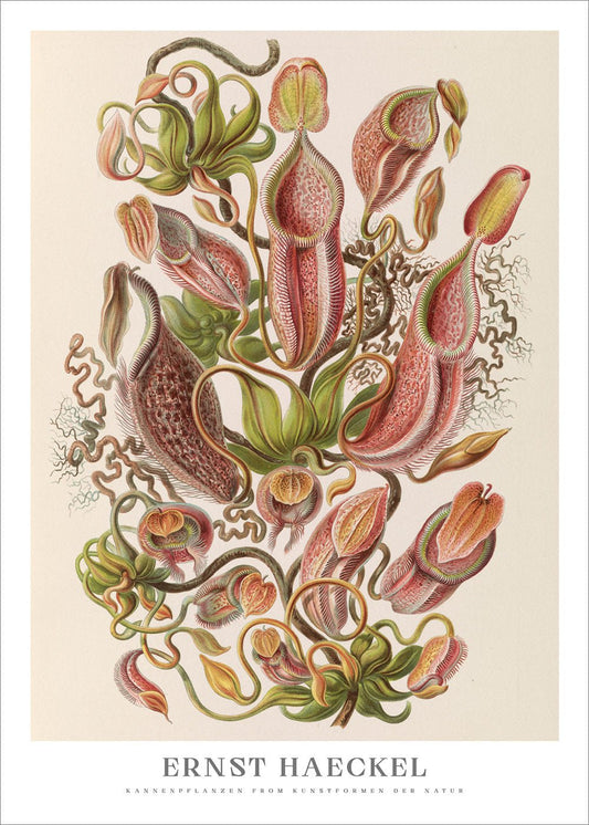 Pitcher Plants Poster - Ernst Haeckel