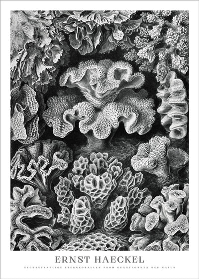 Star Corals Poster - Ernst Haeckel