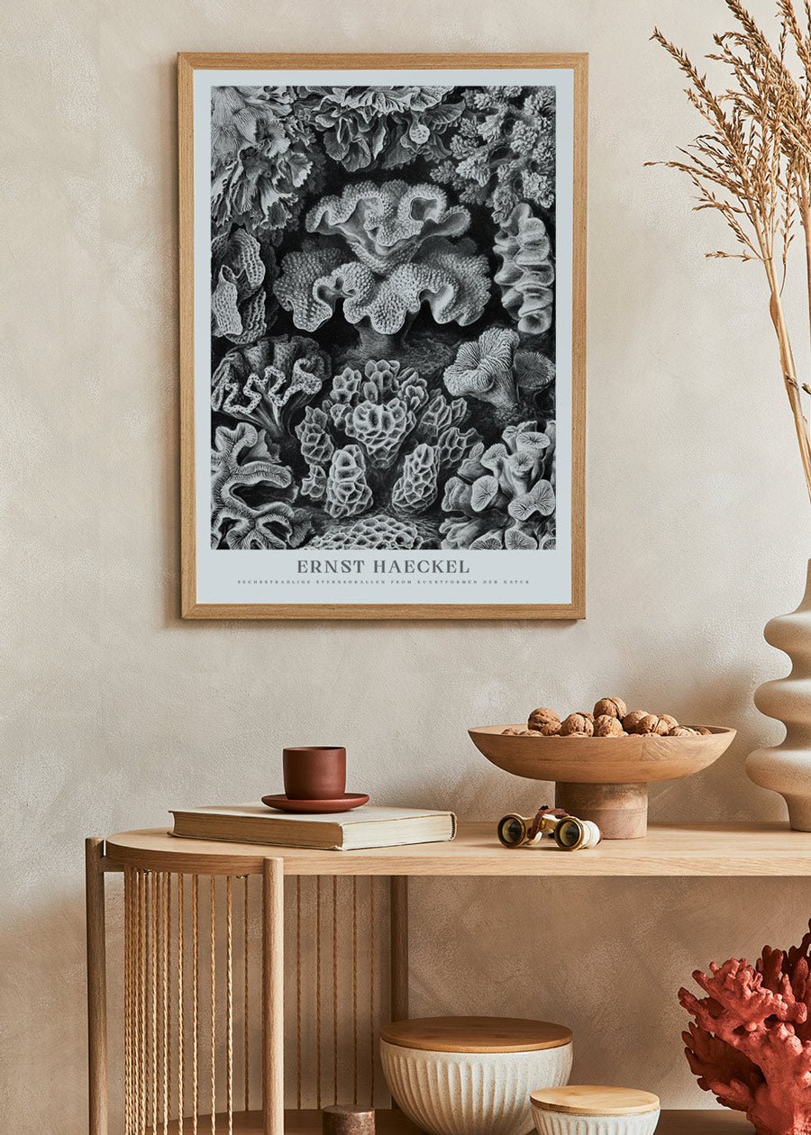 Star Corals Poster - Ernst Haeckel