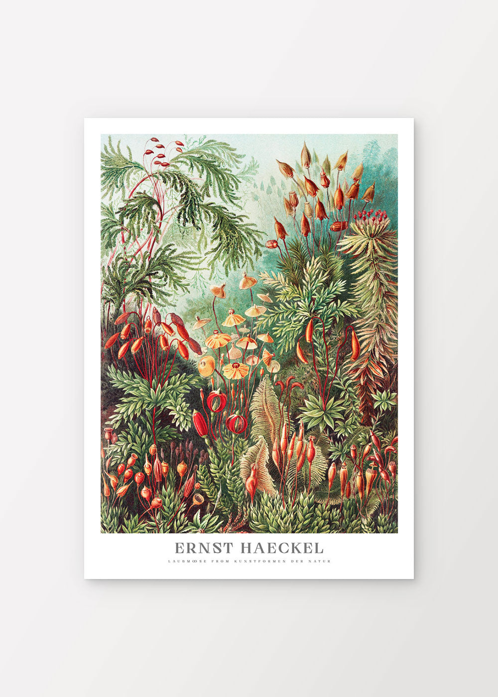Mosses Poster - Ernst Haeckel