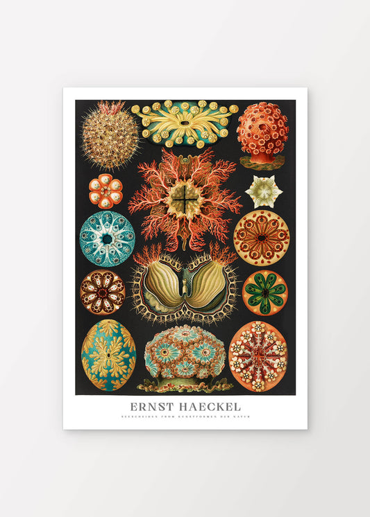Sea Squirts Poster - Ernst Haeckel