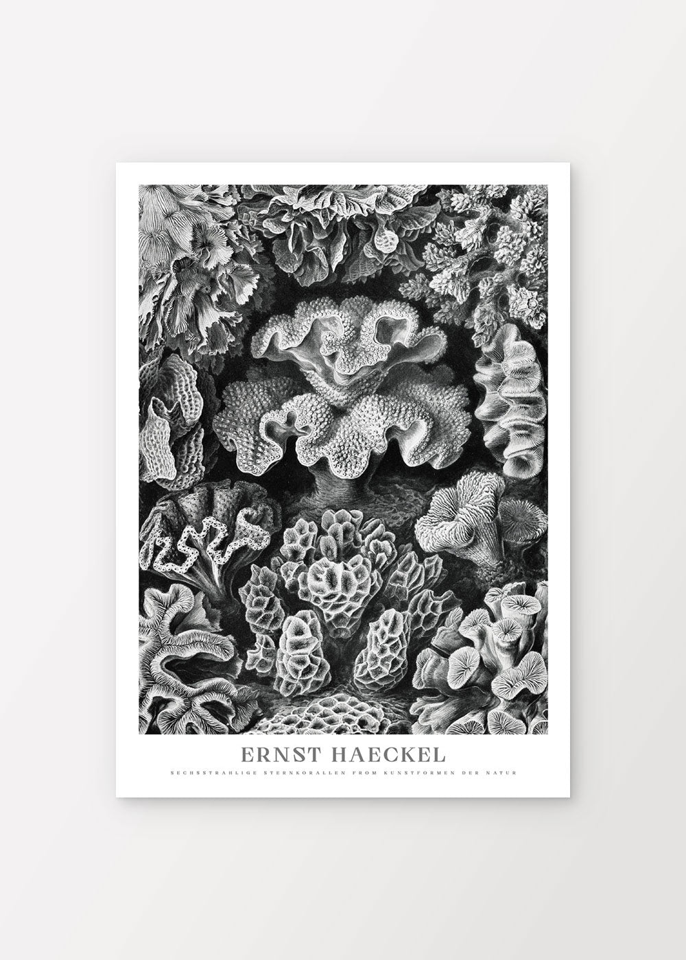 Star Corals Poster - Ernst Haeckel