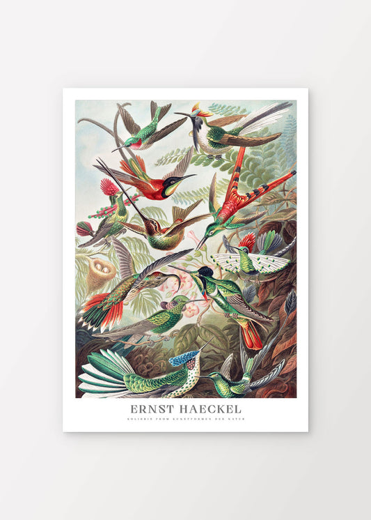 Hummingbirds Poster - Ernst Haeckel