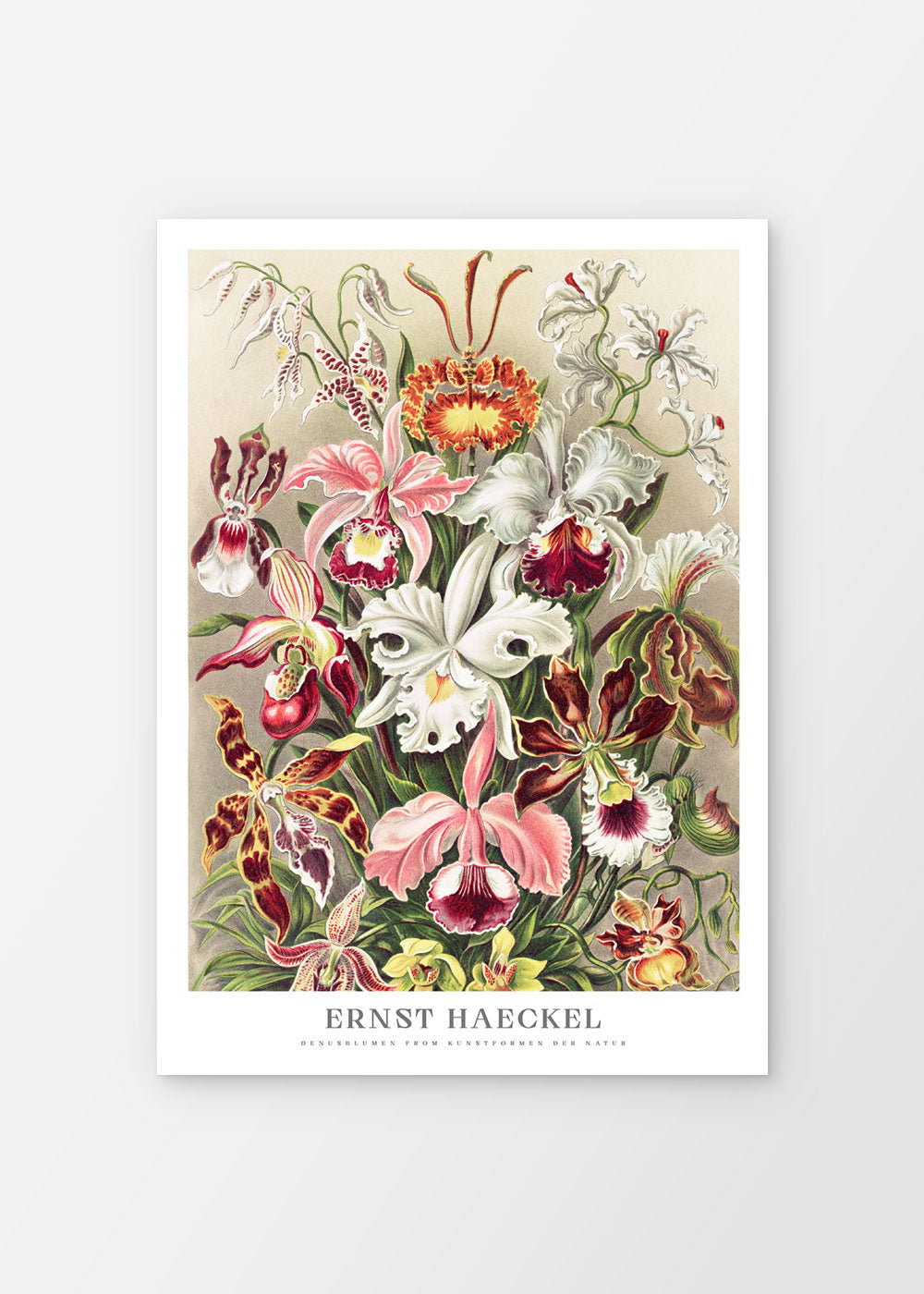 Orchideen Poster - Ernst Haeckel