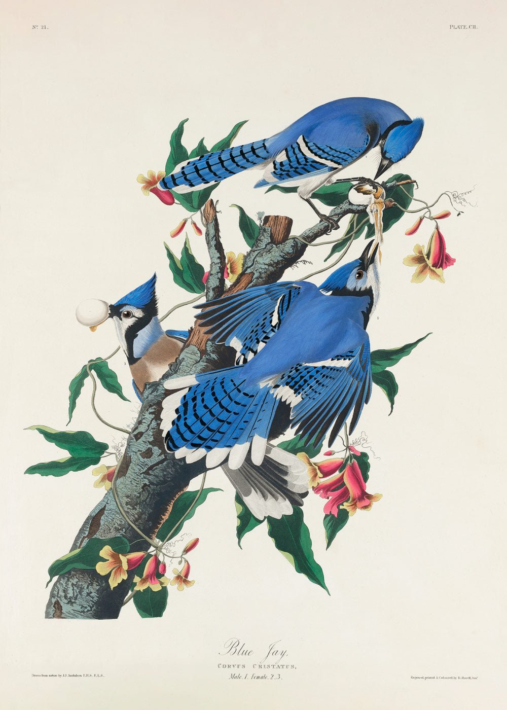 Blue Jay - John James Audubon Poster - #shop_name