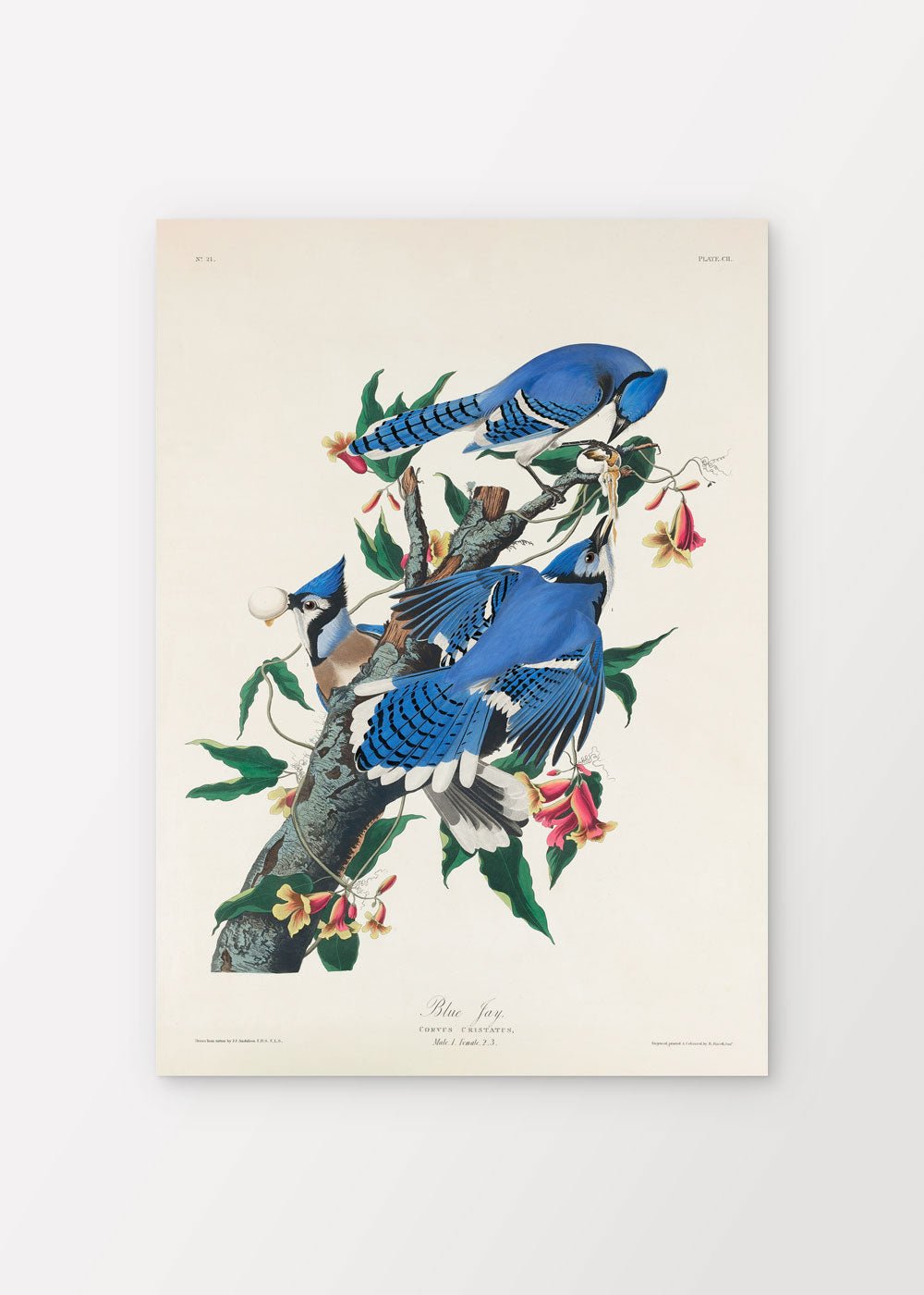 Blue Jay - John James Audubon Poster - shop_name