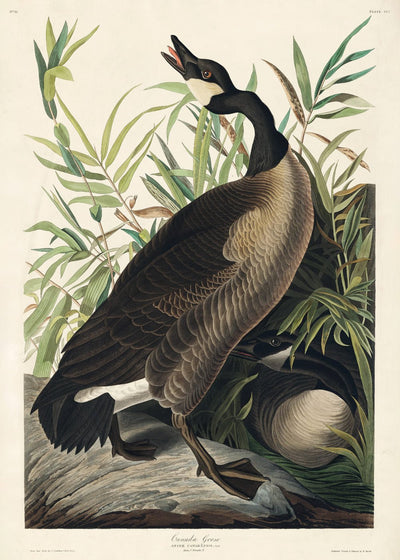 Kanadagans - John James Audubon Poster