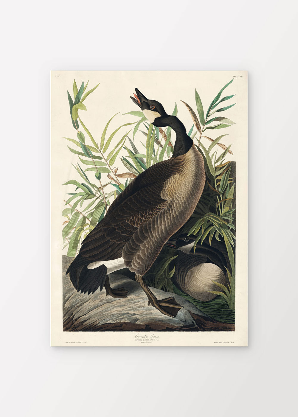 Canada Goose - John James Audubon Poster