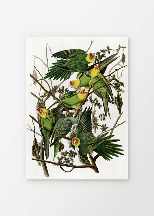 Carolina Parakeet - John James Audubon Poster - shop_name