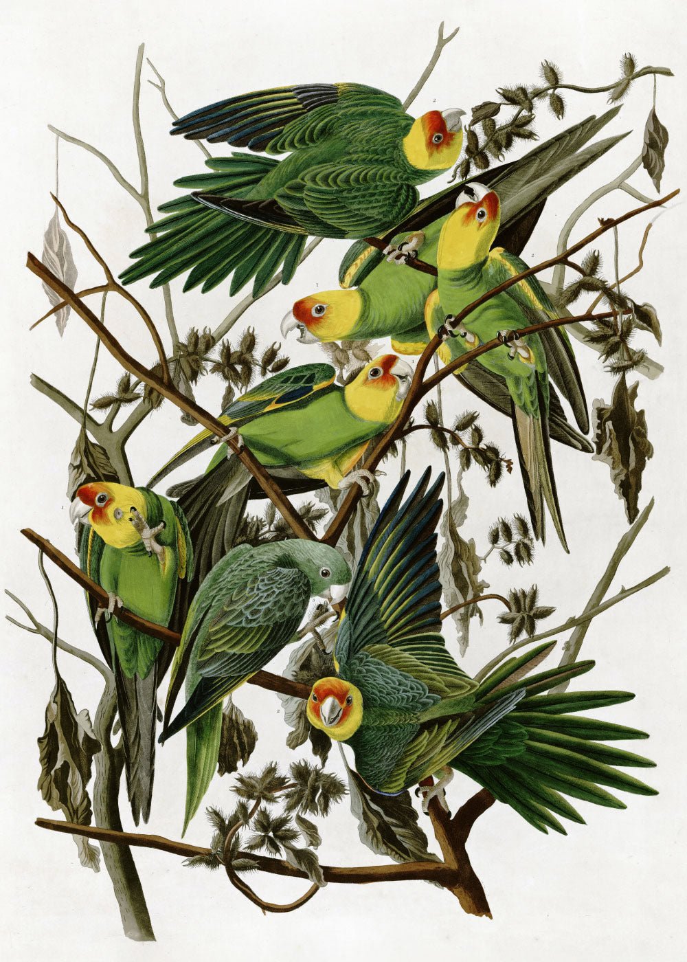 Carolina Parakeet - John James Audubon Poster - #shop_name