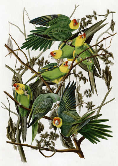 Carolina Parakeet - John James Audubon Poster