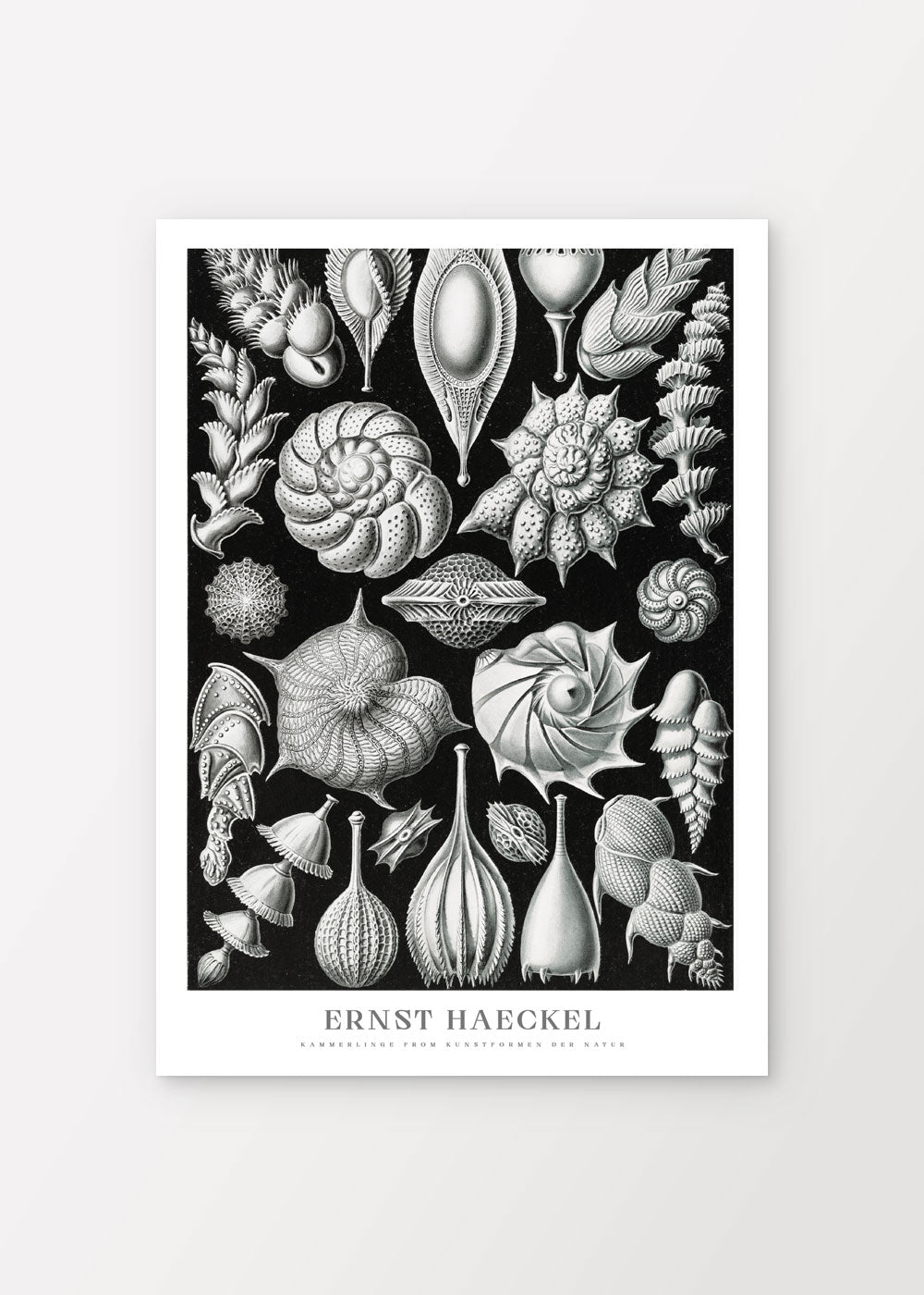 Chamberlings Poster - Ernst Haeckel - shop_name