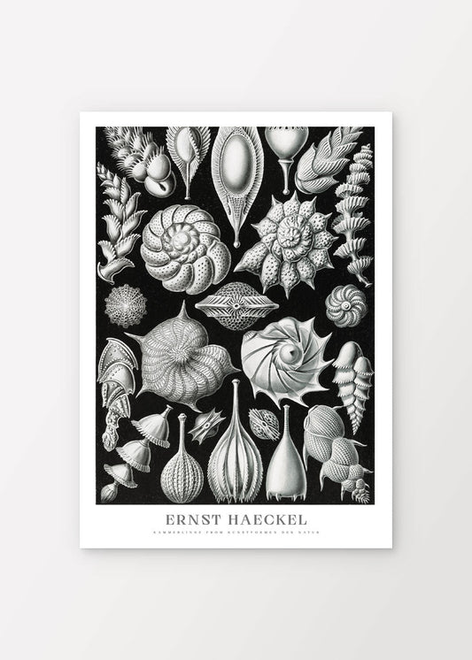 Chamberlings Poster - Ernst Haeckel - shop_name