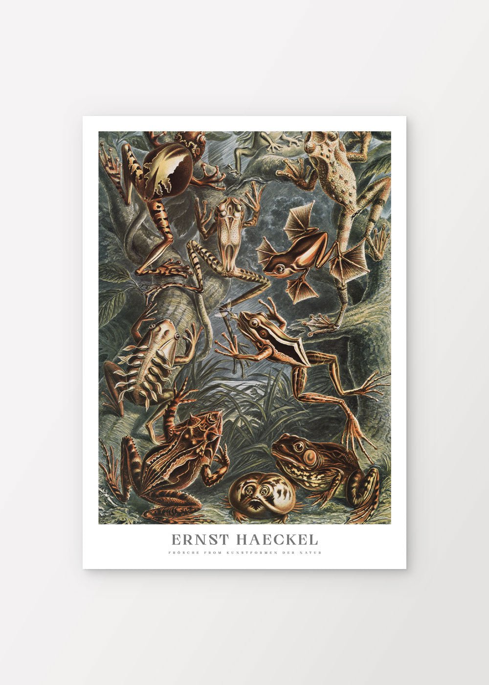 Frogs Poster - Ernst Haeckel - shop_name