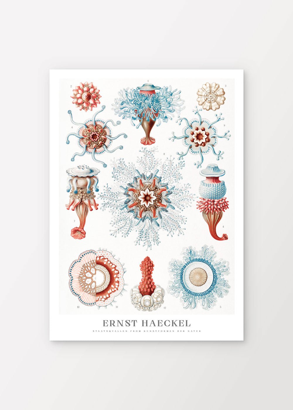 Jellyfish Poster - Ernst Haeckel - shop_name