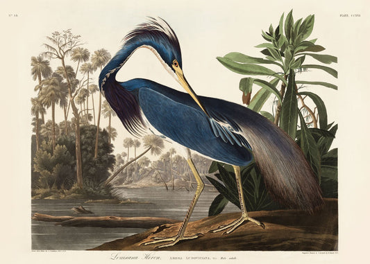 Louisiana Heron - John James Audubon - shop_name