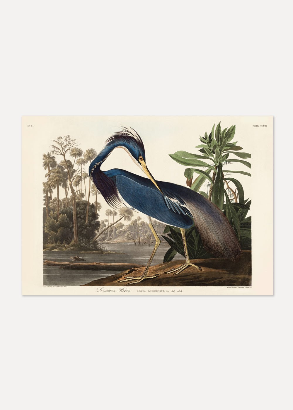 Louisiana Heron - John James Audubon Poster - #shop_name