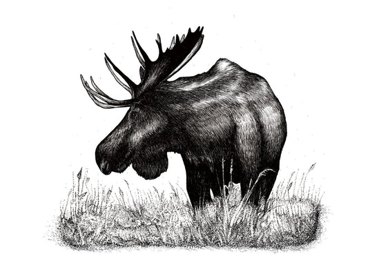Moose Poster - shop_name