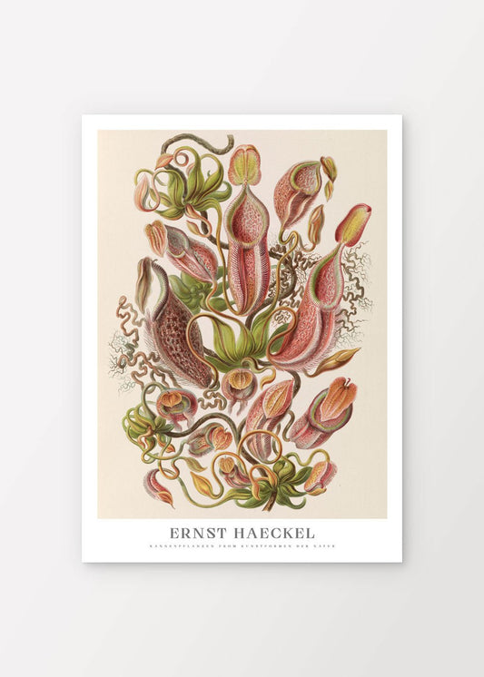Pitcher Plants Poster - Ernst Haeckel - shop_name