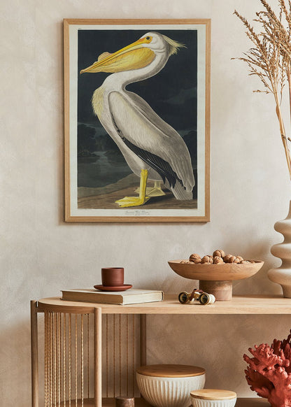 American White Pelican - John James Audubon Poster