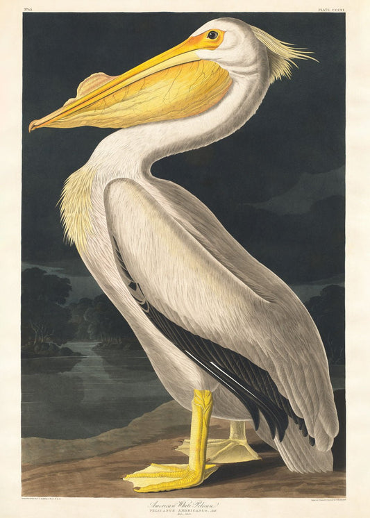 Amerikanischer Weißpelikan - John James Audubon Poster