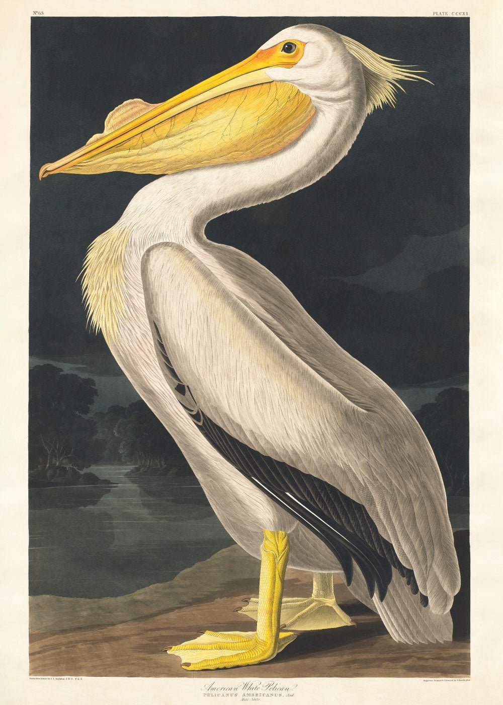 American White Pelican - John James Audubon Poster