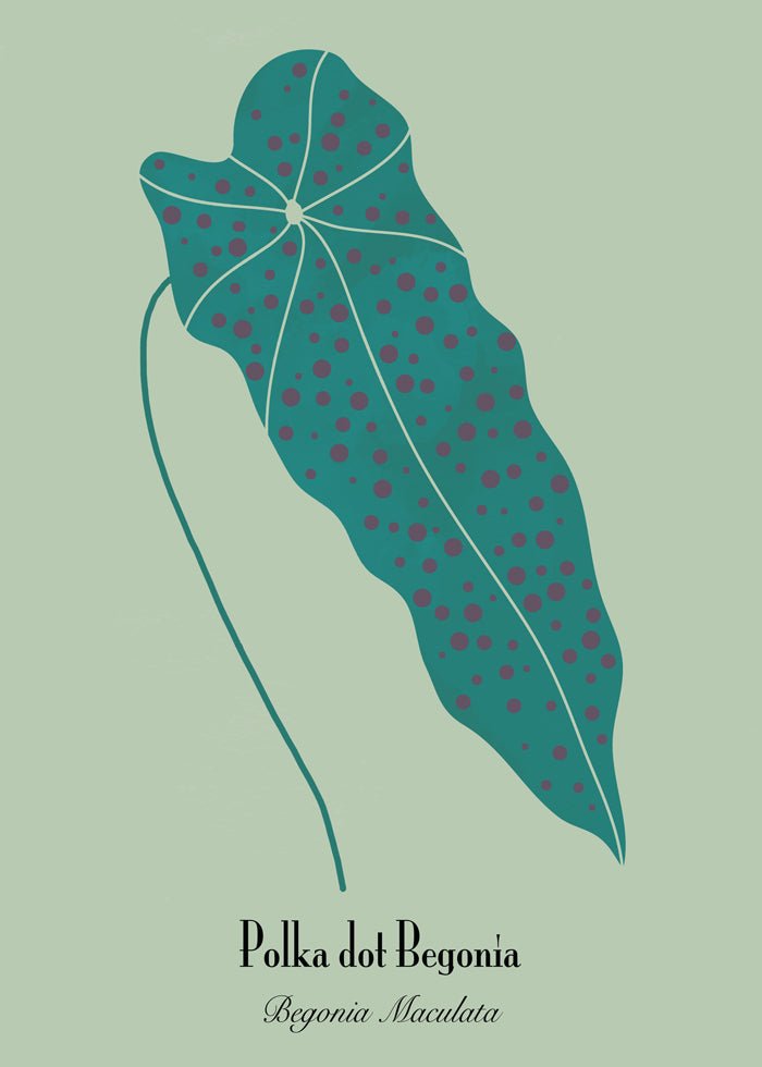 Grön Begonia Poster, botaniska tavlor med växter.