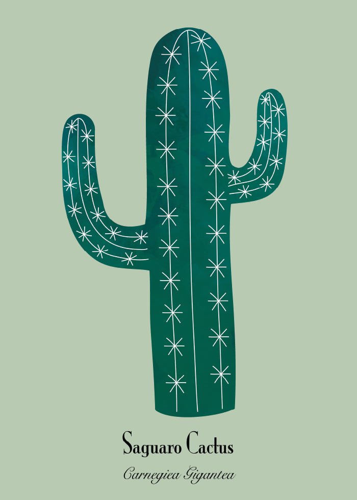 Cactus Poster - Grön kaktusposter från SoPosters