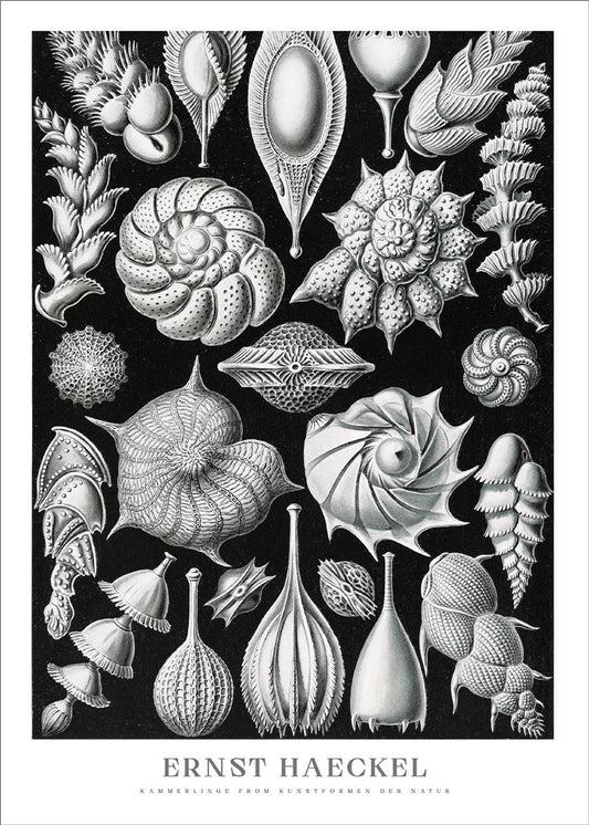 Svart vit poster med snäckor av Ernst Haeckel
