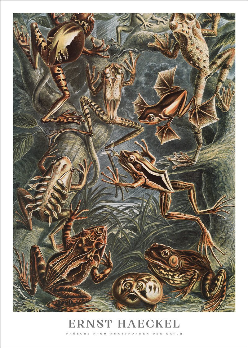 Frogs Poster - Ernst Haeckel