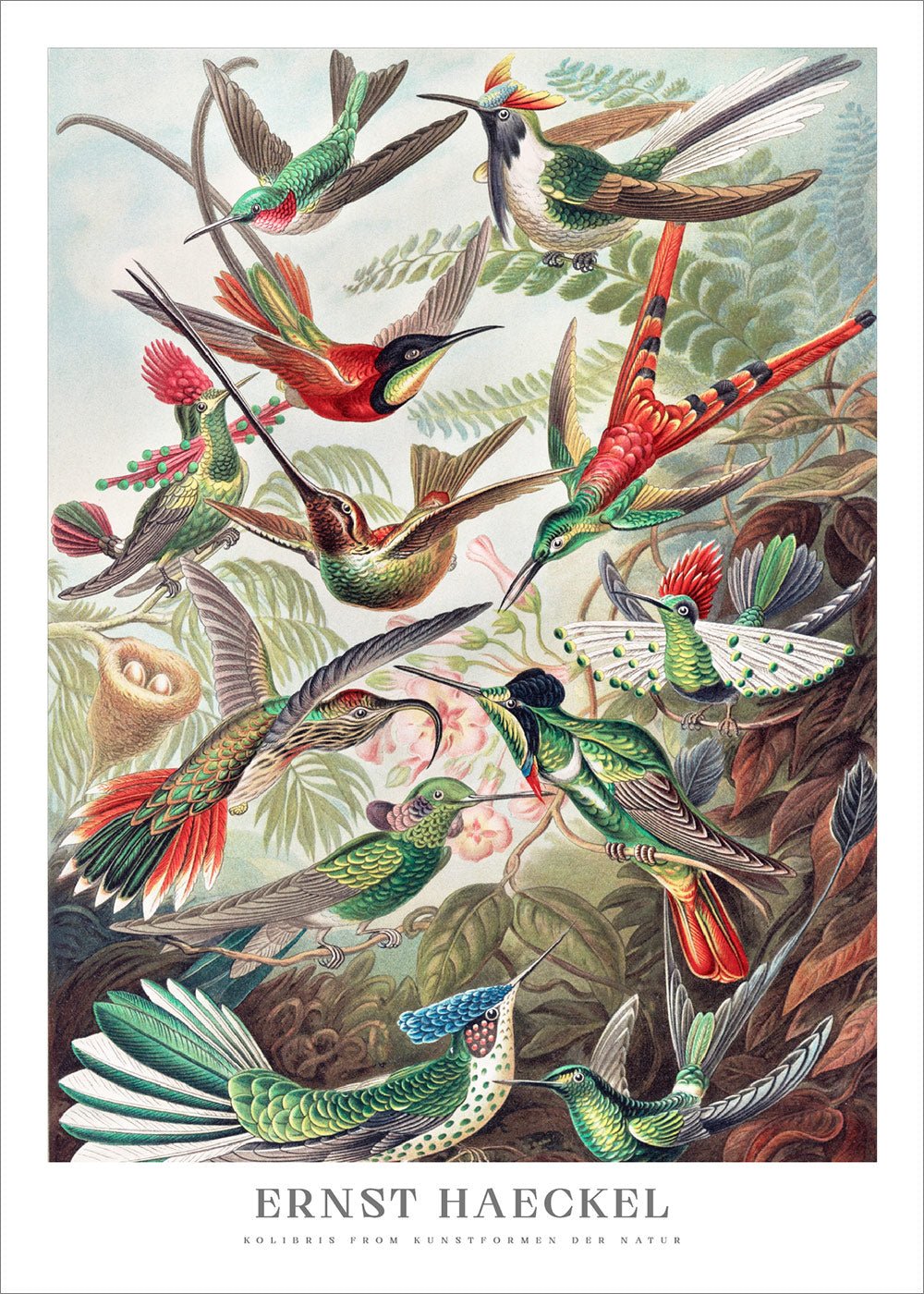 Hummingbirds Poster - Ernst Haeckel