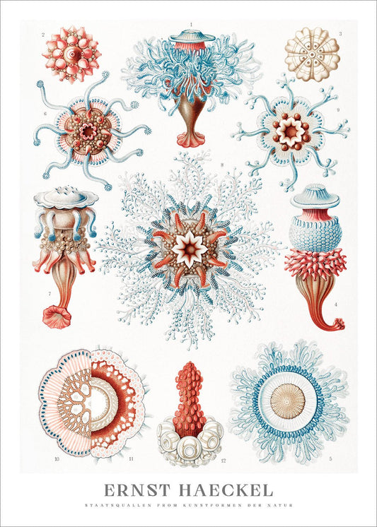 Jellyfish Poster - Ernst Haeckel