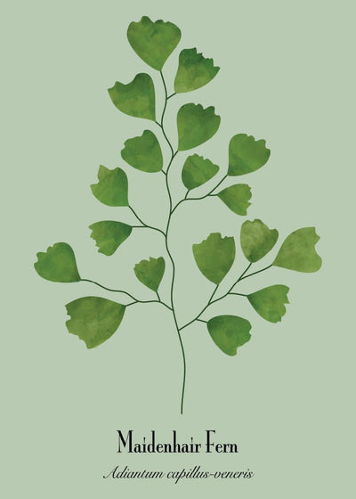 Maidenhair juliste