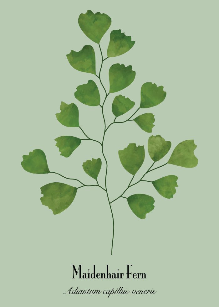 Maidenhair Poster - SoPosters