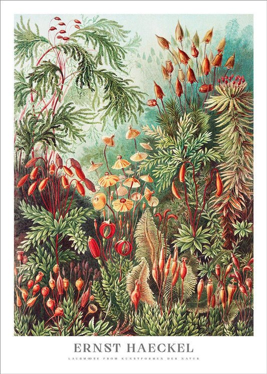 Moose Poster - Ernst Haeckel