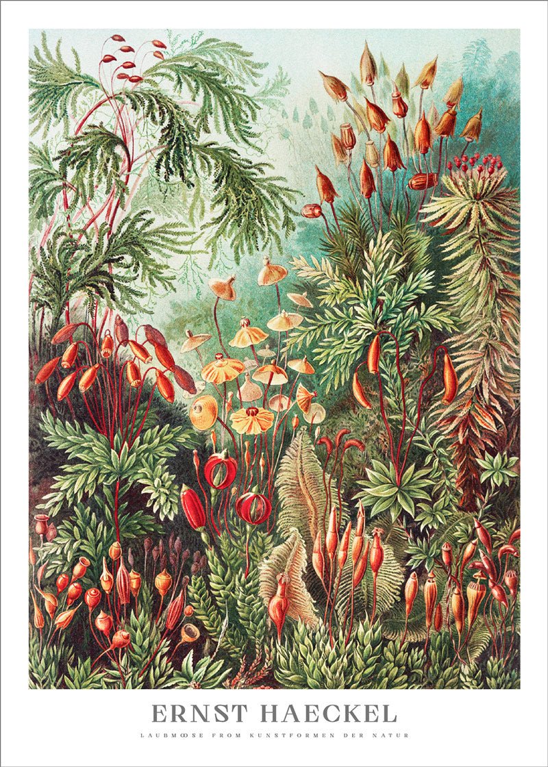 Mosses Poster - Ernst Haeckel