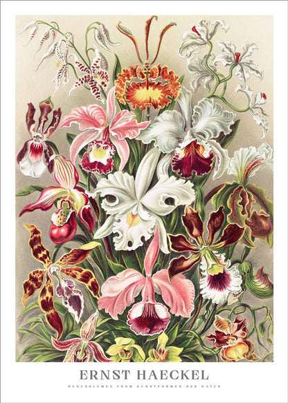 Orchids Poster - Ernst Haeckel