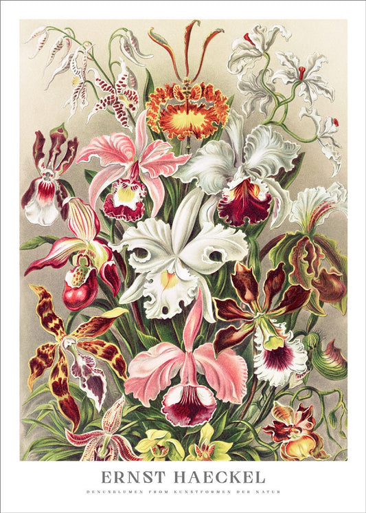Orchids Poster - Ernst Haeckel