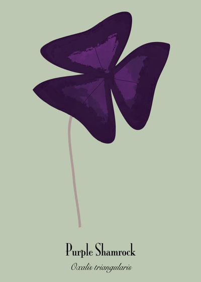 Oxalis-Poster