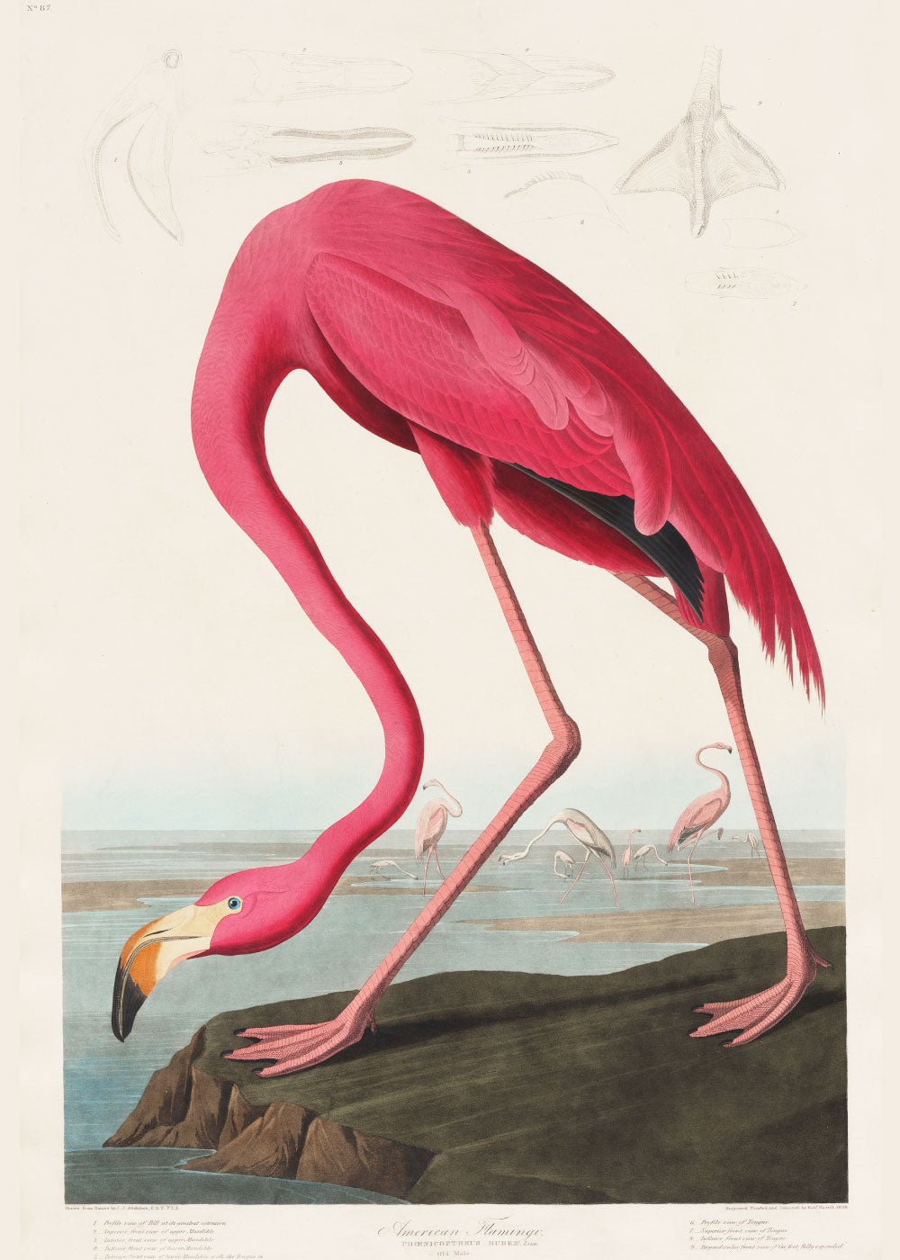 Pink Flamingo - John James Audubon Poster