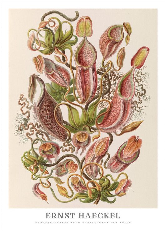 Kannenpflanzen Poster - Ernst Haeckel