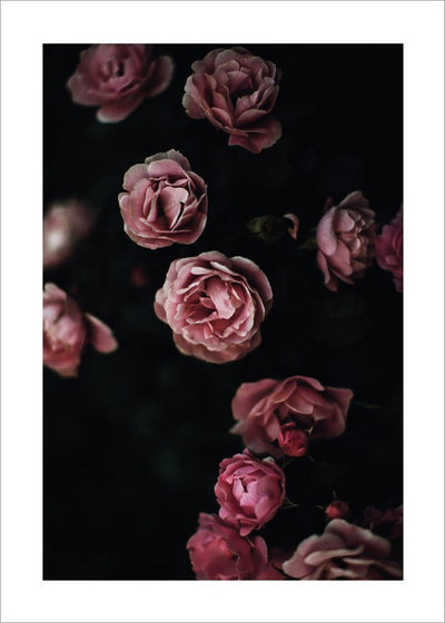 Rose Garden Poster