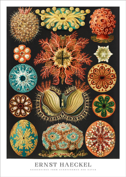 Poster „Seescheiden“ von Ernst Haeckel