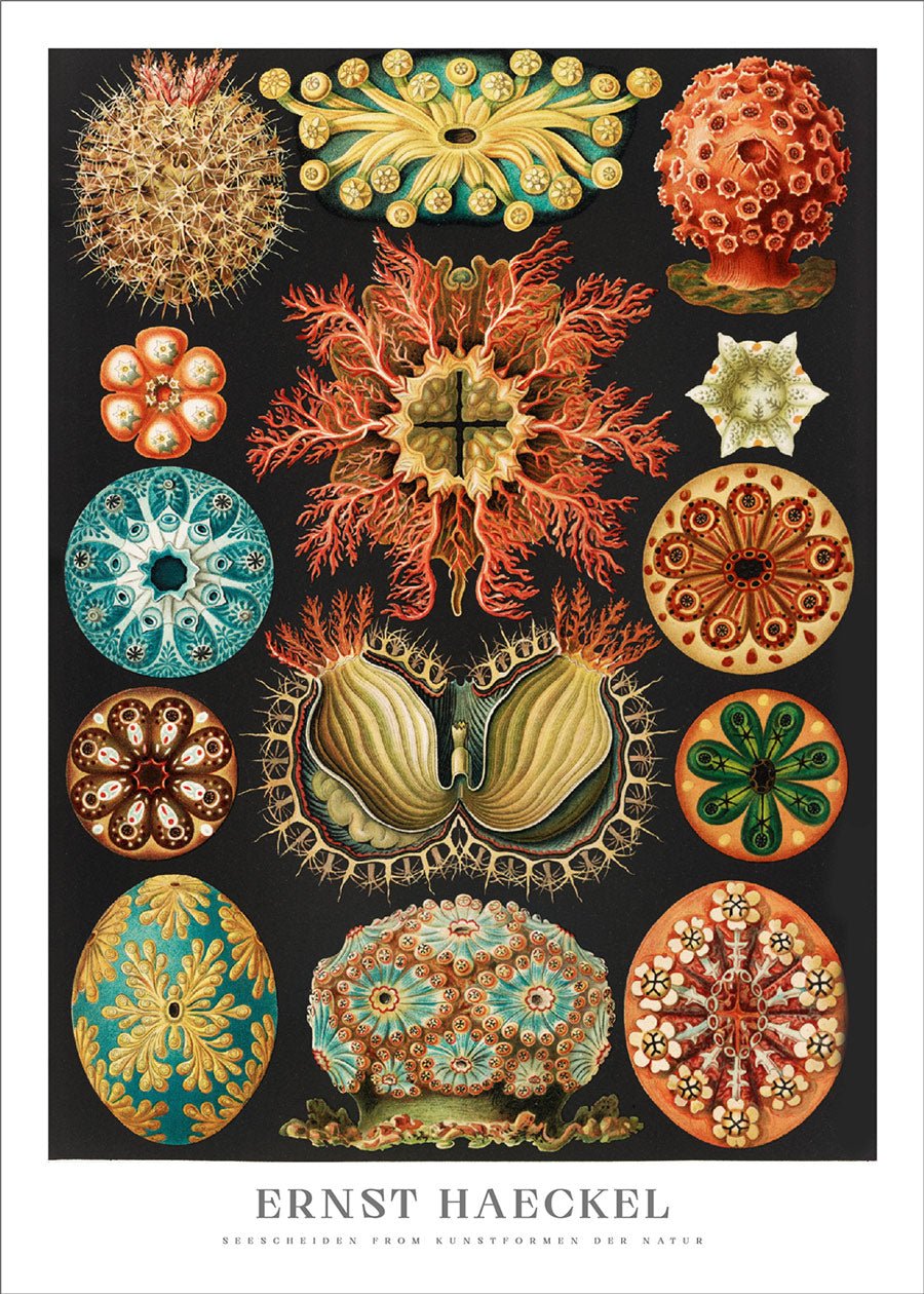 Sea Squirts Poster - Ernst Haeckel