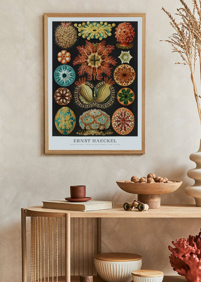 Poster „Seescheiden“ von Ernst Haeckel